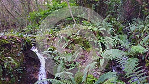 Water faling in to a tream  stream woods woodland