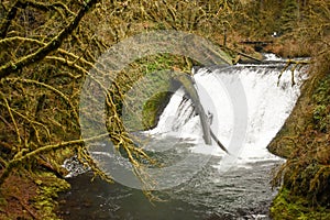 Water fall at the Silver Falls State park