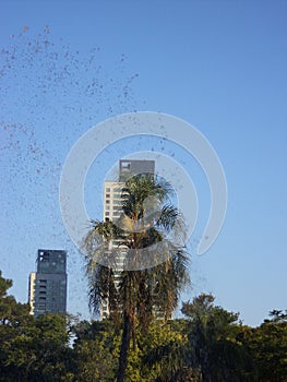 Water falling on a palm tree