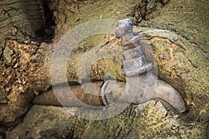 Water Faucet in Tree Roots