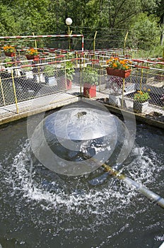 A water feature in fish pond in sunny day