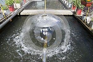 A water feature in fish pond in sunny day