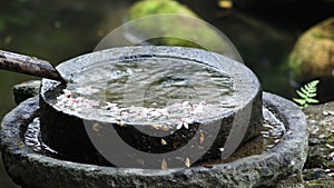 water feature, horticultural landscaping, tung blossom