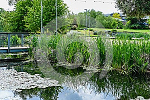 Water feature and plants in the Ecology Pavilion