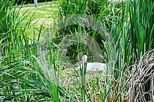 Water feature and plants in the Ecology Pavilion