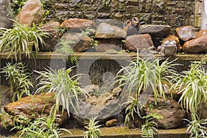 Water feature wall with shelves of  spider plants