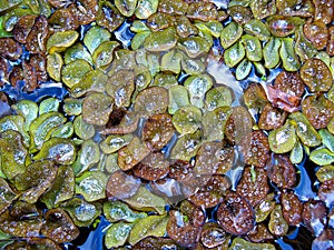 Water Fern (An Aquatic Weed)