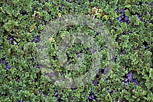 Water Ferns, Azolla sp.