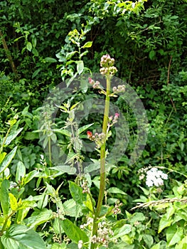Water Figwort or Betony - Scrophularia auriculata, Norfolk, England, UK photo