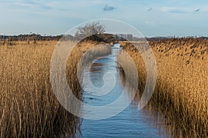 Water filled drainage edged with Norfolk reeds under a blue photo