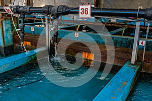 Water filling storage tanks for live fish at industrial fishing port