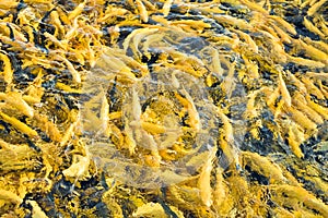 Water and fish bottom, goldfish