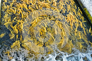 Water and fish bottom, goldfish