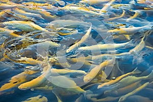 Water and fish bottom, goldfish