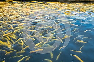 Water and fish bottom, goldfish