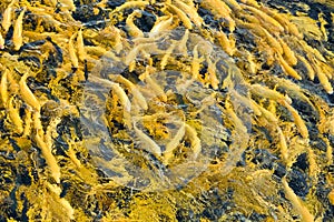 Water and fish bottom, goldfish