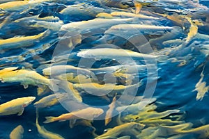 Water and fish bottom, goldfish