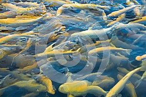 Water and fish bottom, goldfish