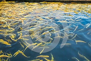 Water and fish bottom, goldfish