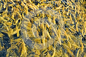 Water and fish bottom, goldfish