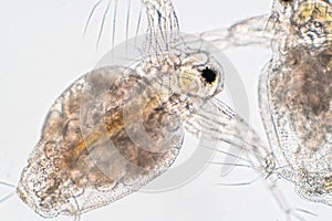 Water flea Daphnia magna is a small planktonic crustacean under microscope view