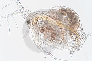 Water flea Daphnia magna is a small planktonic crustacean undermicroscope view