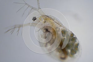 Water Flea, or Daphnia