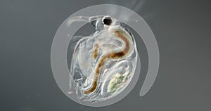 Water flea with embryo and antennae