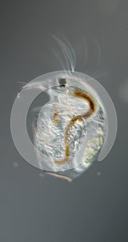 Water flea with embryo and antennae