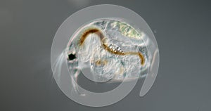 Water flea with embryo and antennae at high magnification