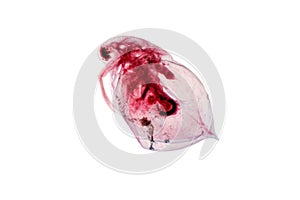 Water flea Moina macrocopa under light microscope view