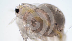 Water flea Moina macrocopa under microscope view.