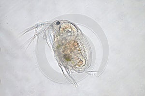 Water flea