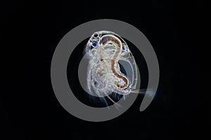 Water flea