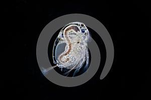 Water flea