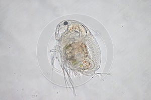 Water flea