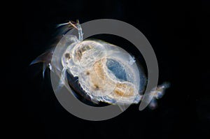 Water flea