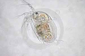 Water flea