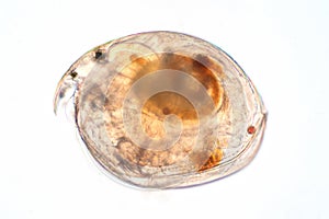 Water flea Moina macrocopa under microscope view