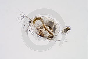 Water flea Moina macrocopa under microscope view