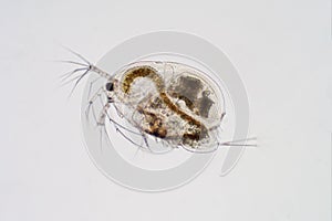 Water flea Moina macrocopa under microscope view