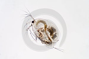 Water flea Moina macrocopa under microscope view