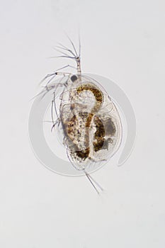 Water flea Moina macrocopa under microscope view