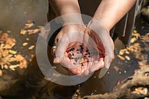 Water  fleas in hands from the swift mountainous Hermon River with crystal clear waters in the Golan Heights in northern Israel