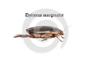Water floating bug (Dytiscus marginalis)