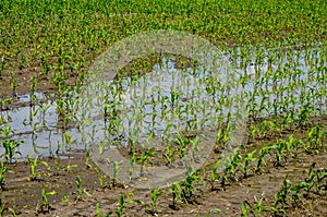 Water-flooded corn crops. Flooding in agricultural areas