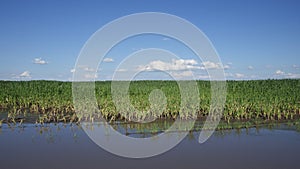 Water-flooded corn crops. Flooding in agricultural areas. Scenery photo