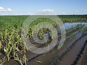 Water-flooded corn crops. Flooding in agricultural areas. Scenery