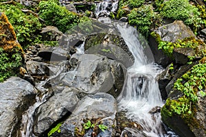 The water flow in the jungle