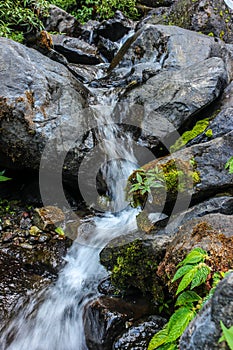 The water flow in the jungle
